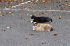 公園のニャンコたち
