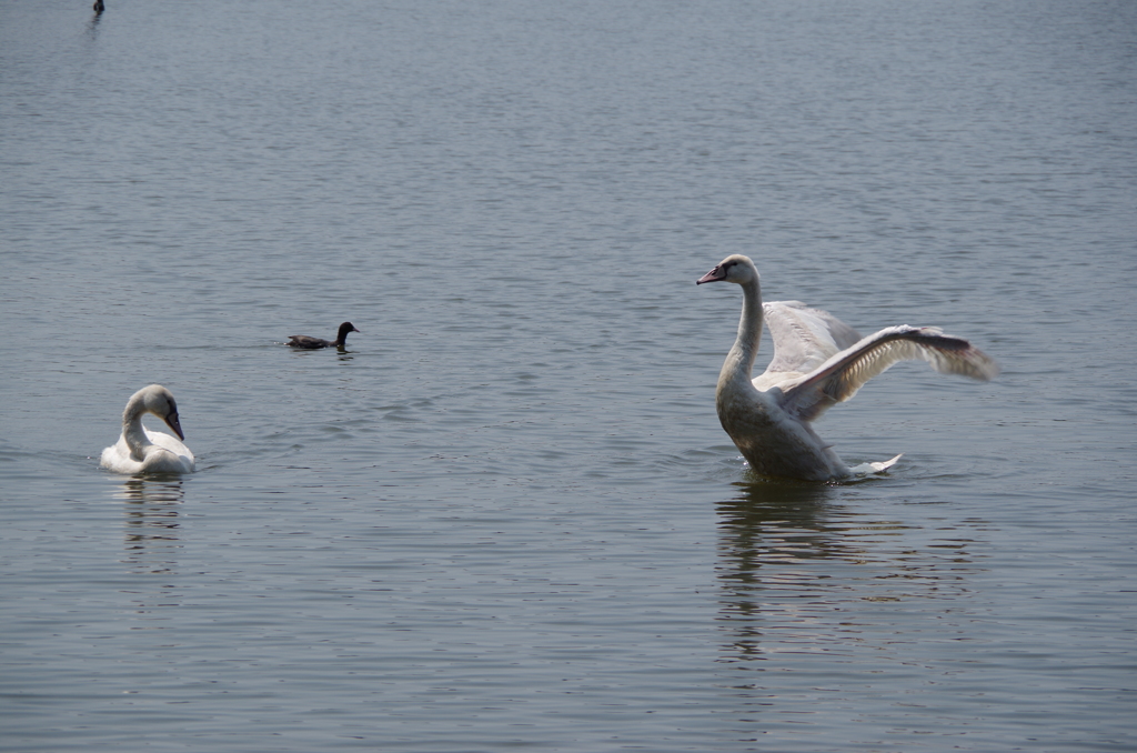 白鳥とバン