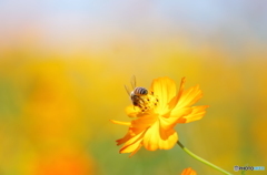 コスモスにミツバチ