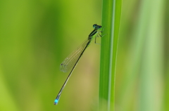 IMGP7826
