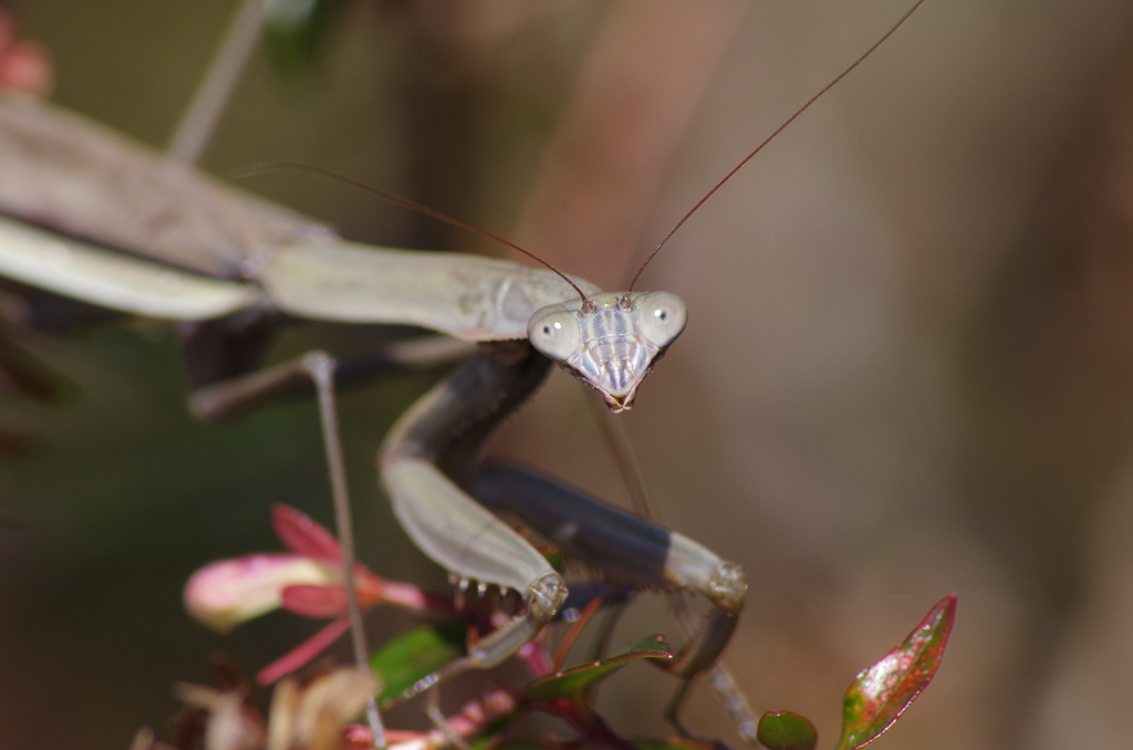 秋カマキリ