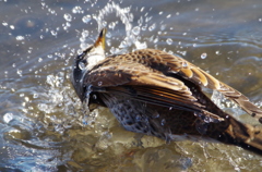 ツグミの水浴び