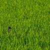 田んぼにカモ