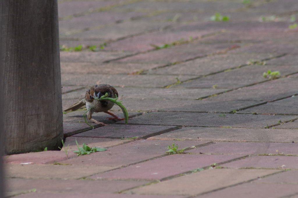 続、カマキリも食べるんだね