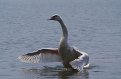 白鳥の舞4