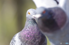 鳩ハト