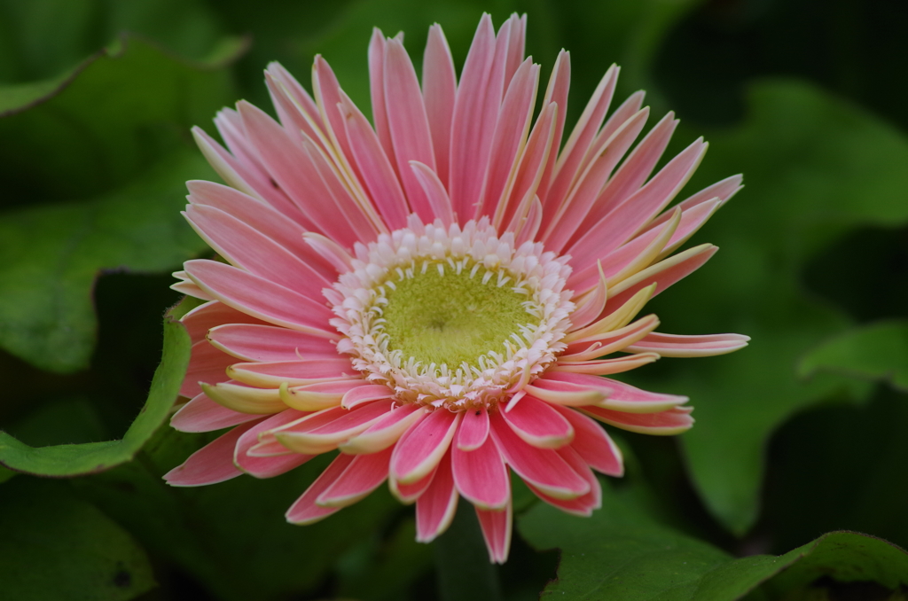 IMGP2943