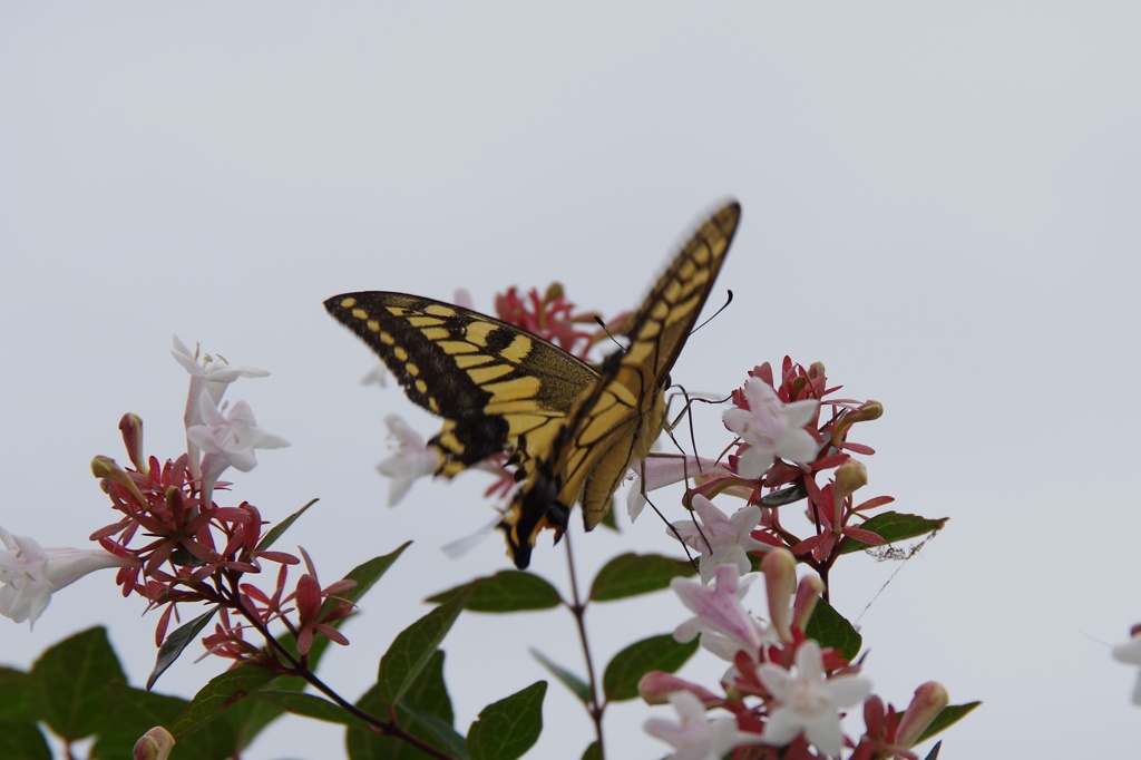 傷だらけの天使2