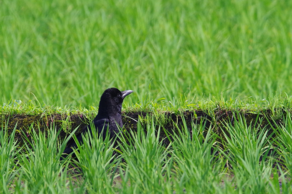 カラスの坊ちゃん
