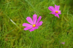 IMGP2252