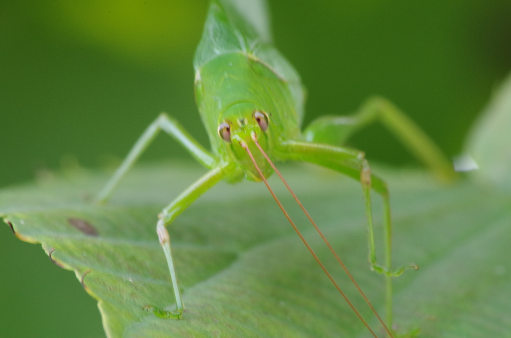 ひょうきん者(笑)