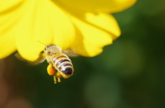 ミツバチ5