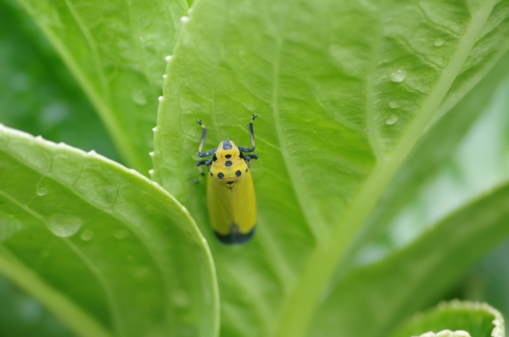 バナナ虫発見！