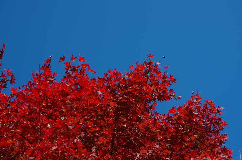 青空と紅葉