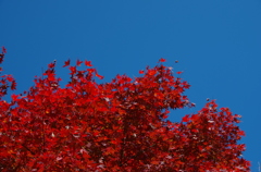 青空と紅葉