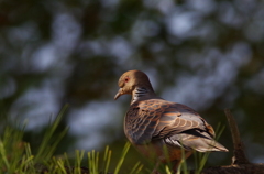 鳩