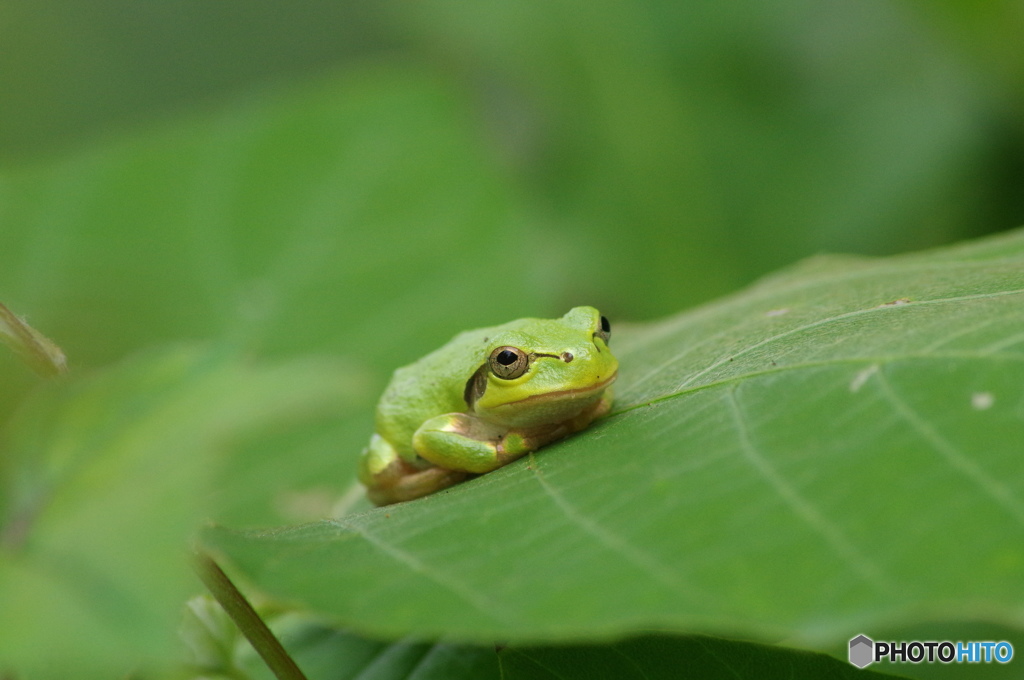 アマガエル