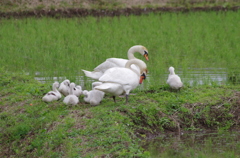 田んぼに白鳥9