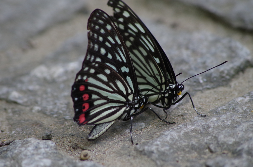 IMGP8147