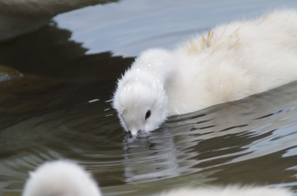 白鳥のヒナ③