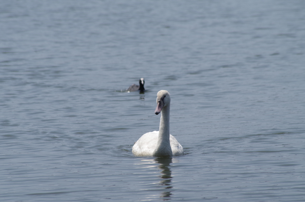 白鳥とバン3