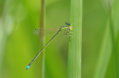 IMGP7833