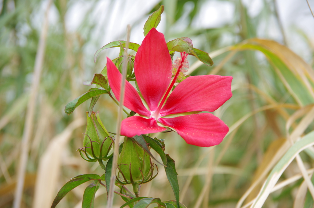 一輪の花