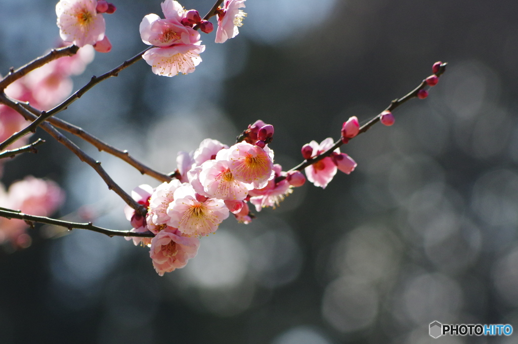 梅の花