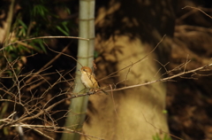 公園の片隅のモズ