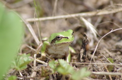 アマガエル