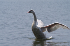 白鳥の舞3