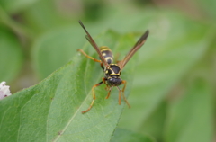 IMGP7293