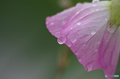 雨上がり