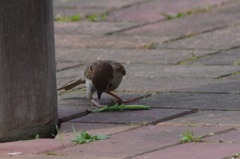 カマキリも食べるんだね