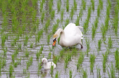 田んぼに白鳥2