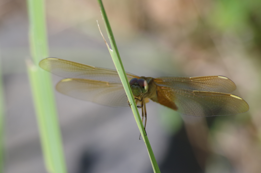 IMGP8583