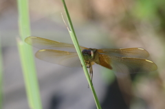 IMGP8583