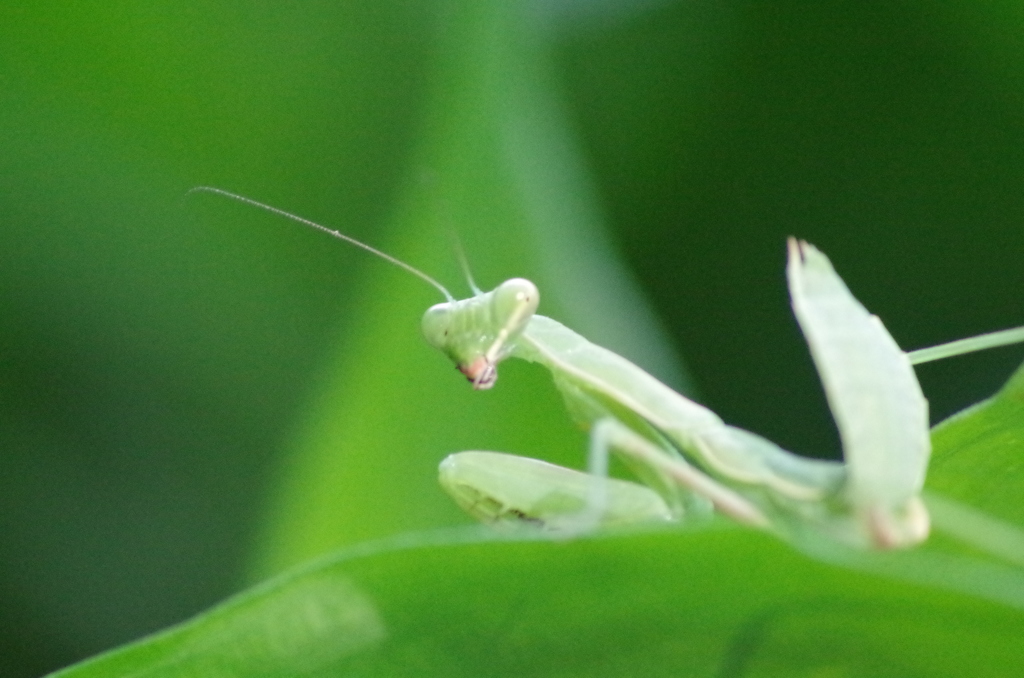 カマキリ