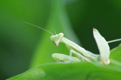 カマキリ