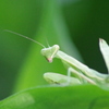 カマキリ