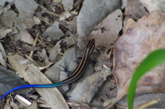 カラフル