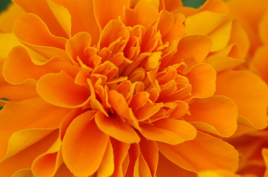 お花