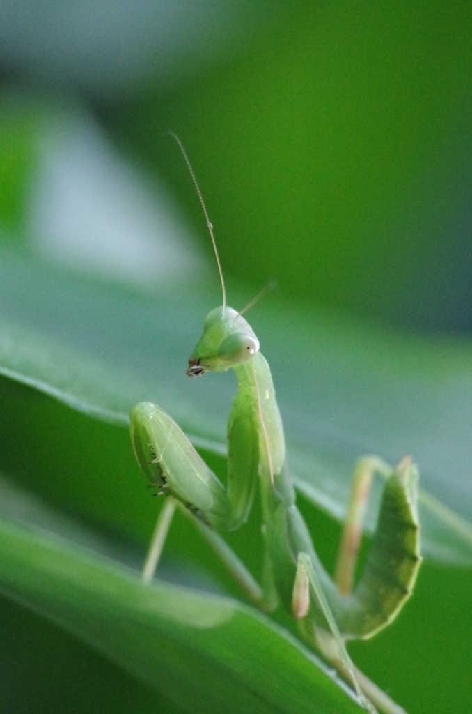 カマキリ