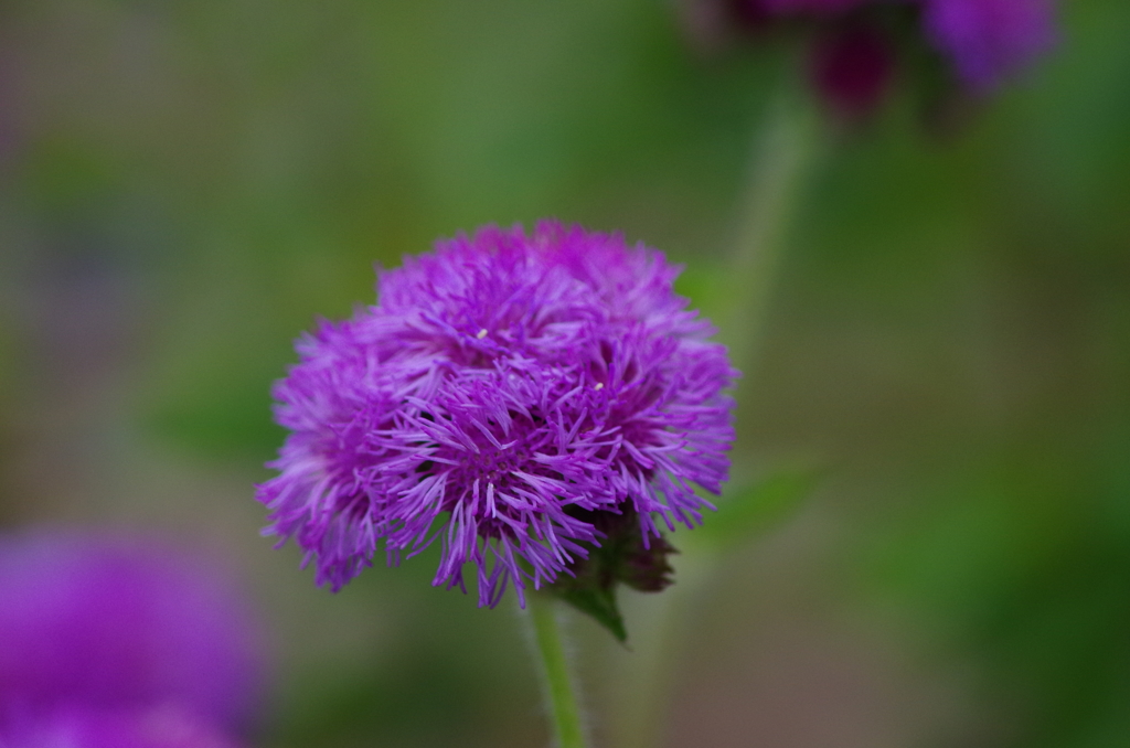 IMGP2944
