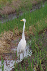 チュウサギ