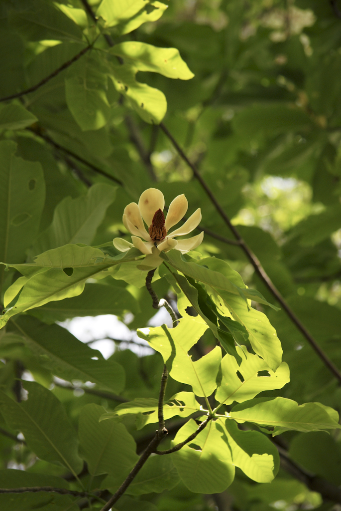ホオノキの花