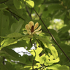 ホオノキの花