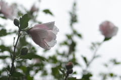 DSC_9318_01