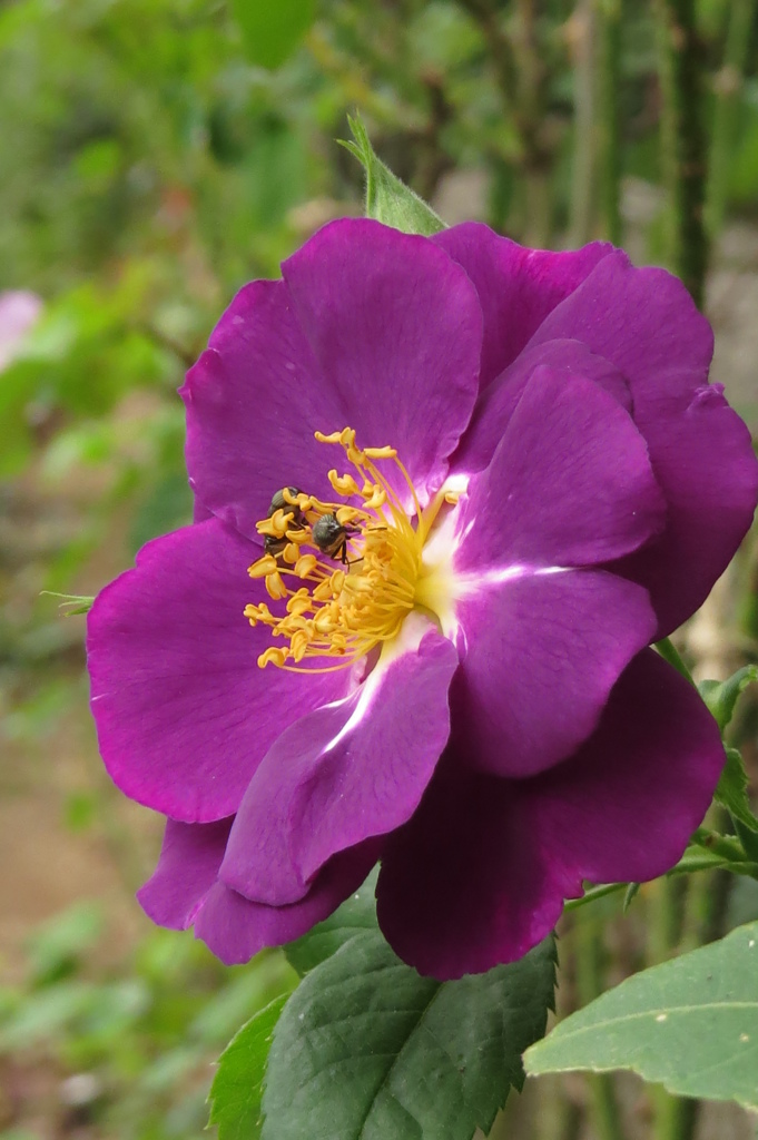 秋の薔薇達～紫の君