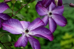 初夏の花たち～クレマチス紫